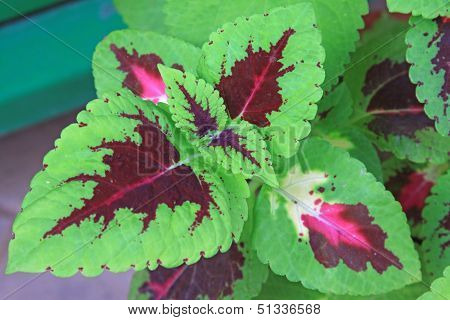 Closeup Of Coleus Plants