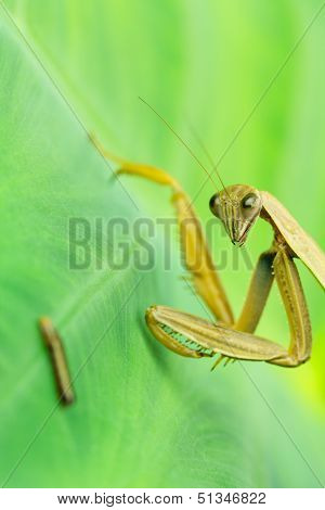 Praying Mantis Watches Larva on leaf