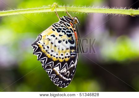 Leopard Lacewing Butterfly