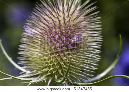 Macro Of A Thistle, Onopordum Acanthium