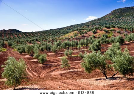 オリーブの木の丘の麓