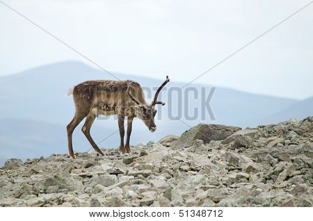 Reindeer Mountains