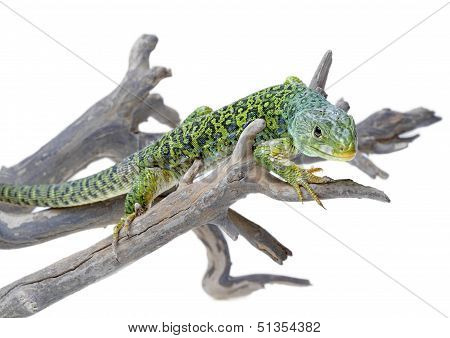 Lizard