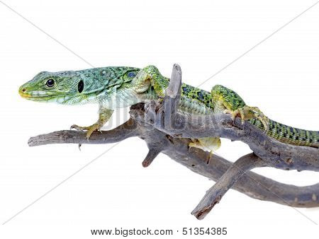 Lizard