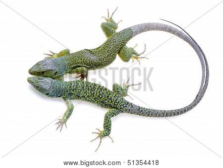 Lizard