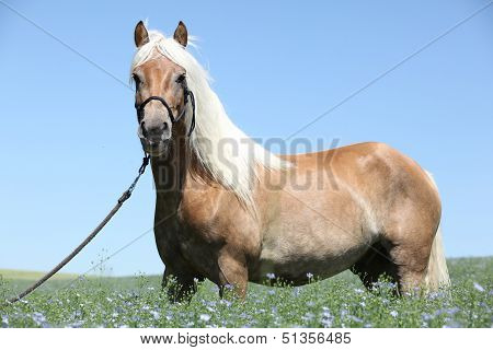 Nice Haflinger