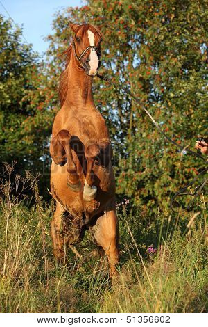 Gorgeous Arabian Horse Prancing In The Evening