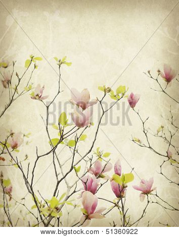 michelia alba on Old antique vintage paper background