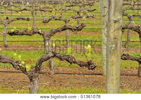 Shiraz With Two-bud Spurs