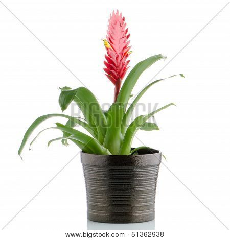 Bromelia Flower