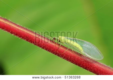 Lacewing Flies On Green Leaf