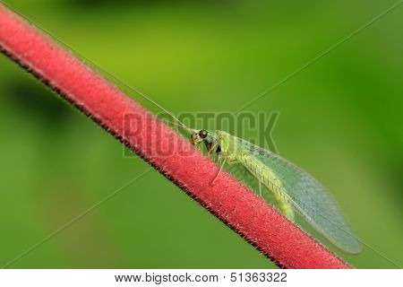 Lacewing Flies On Green Leaf