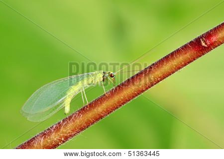 Lacewing Flies On Green Leaf