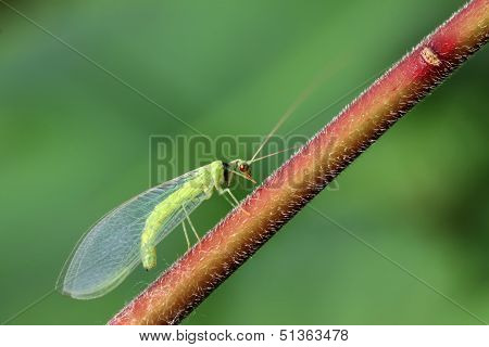 Lacewing Flies On Green Leaf
