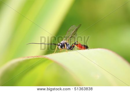Ichneumon Wasp On Green Leaf In The Wild