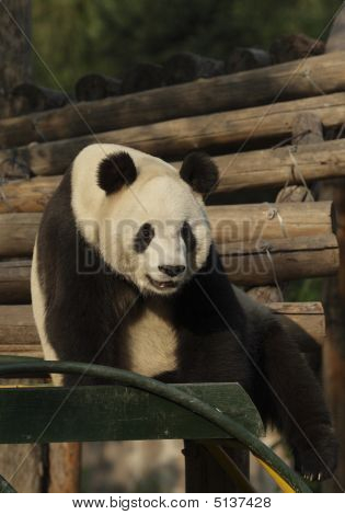 Reuzenpanda