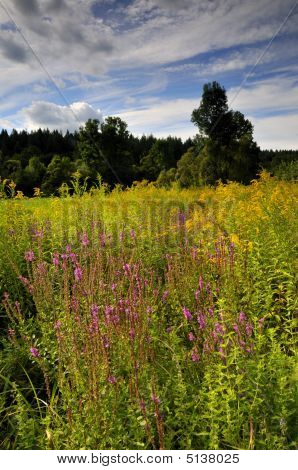 Wiese in voller Blüte