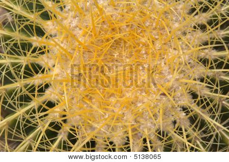 Cacto barril com espinhos circulares