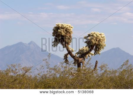 Hyppy Chollla Cactus