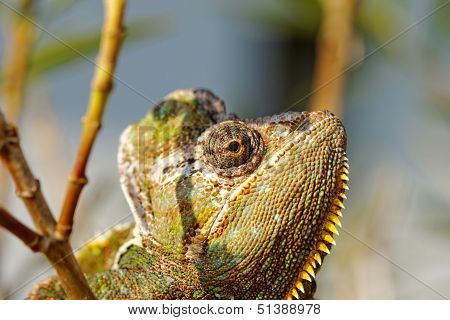 Chamaeleo Calyptratus
