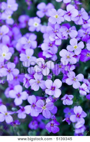 Violet Flowers In The Garden
