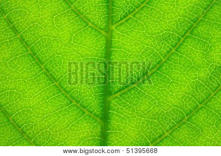 Leaf.