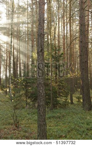 Morning in the forest.