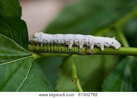 Silkworm