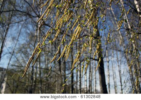 Birch flowers