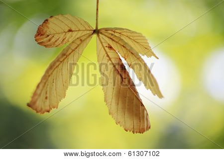 Chestnut Leaf