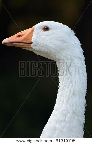 Goose