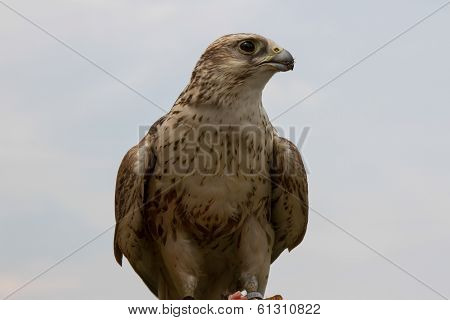 saker falcon
