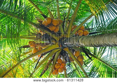 Coconut Tree Background
