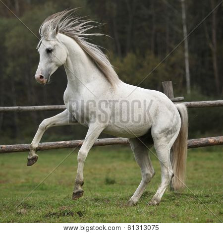 Gorgeous Arabian Stallion Prancing