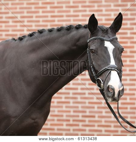 Nice Big Horse With Perfect Hair Style