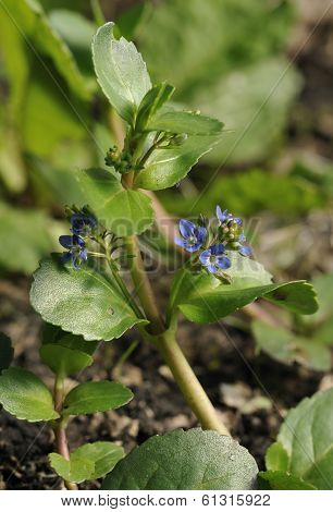 Brooklime