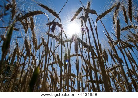 Field