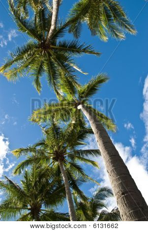 Palms