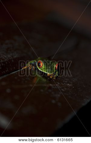 Red Eyed Tree Frog