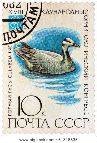 Stamp Printed In Ussr (russia) Shows A Bird Eulabeia Indica