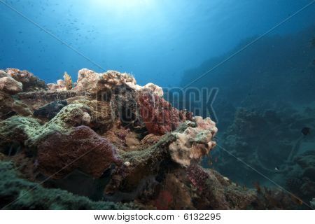 Oceán a amboinensis