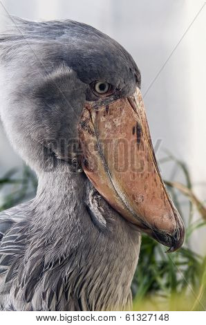 Shoebill