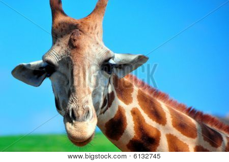 Giraffe at the San Diego Wild Animal Park
