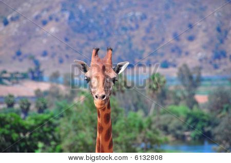 Giraffe at the San Diego Wild Animal Park