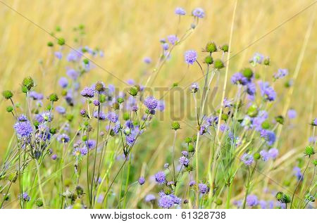 Succisa Pratensis Flowers On Meadow