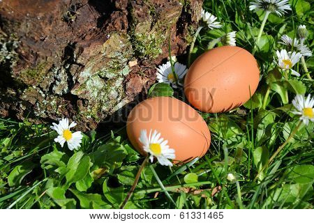 eggs on grass