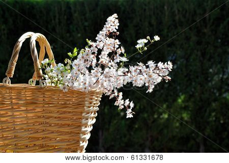 spring flowers