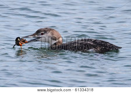 Common Loon (gavia Immer)