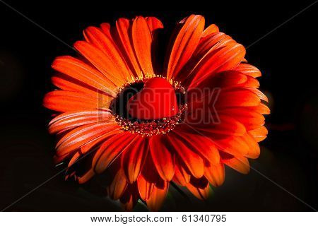 Gerbera flower with heart - Happy Valentine´s