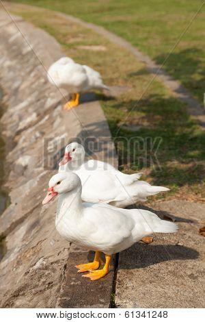 White Duck In The Garden